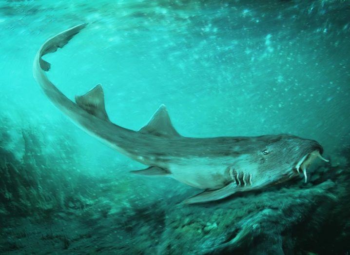 Illustration of the slim galadon shark with two fins travelling across the seafloor.