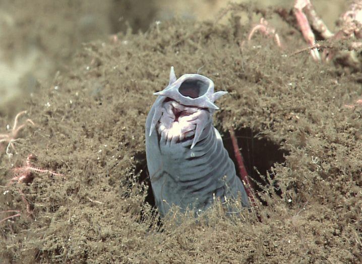 A grey eel-like hagfish protruding from an ocean sponge.