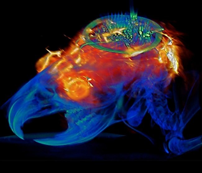 Combined MRI and CT scan showing the device implanted on the head of a small bird.