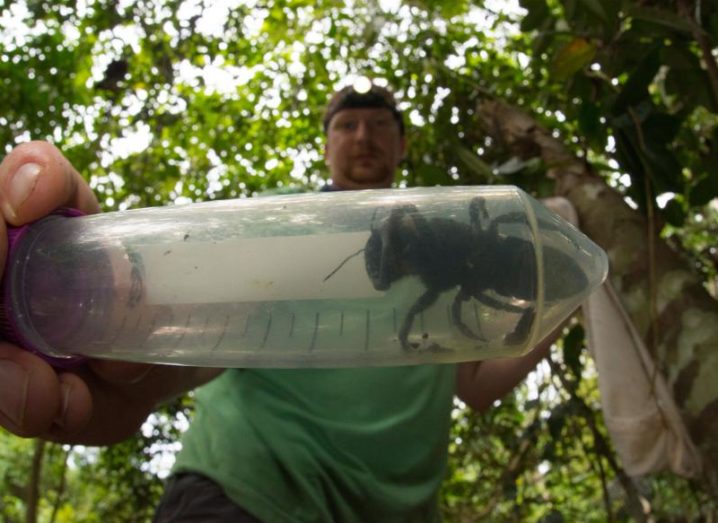 Entomologist Eli Wyman holding the Wallace’s giant bee in a plastic container, demonstrating its size.