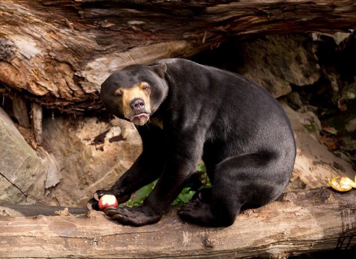 A sun bear eating an apple while looking quite angry on a toppled tree trunk.