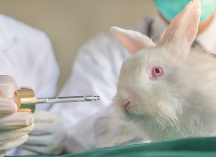 New Algorithm Could Save Thousands Of Animals From Toxic Testing