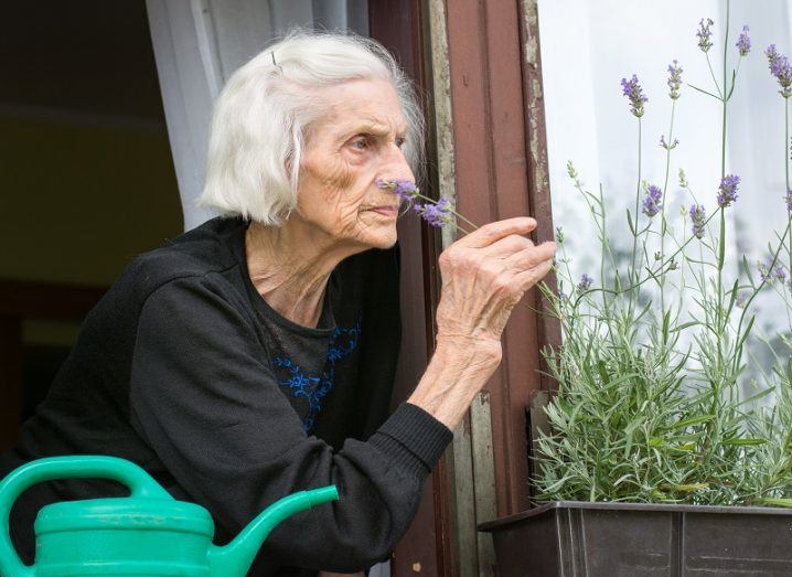 Elderly woman in a black dress smelling flowers outside her window, but doesn't seem to be enjoying them.