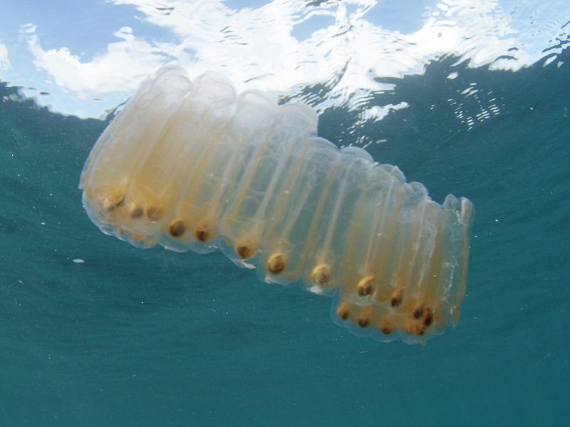 Microplastics in squishy creature’s poo hurt ocean’s ability to absorb CO2