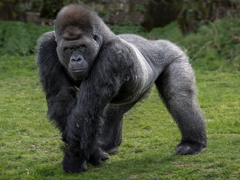 gorilla penis legnth