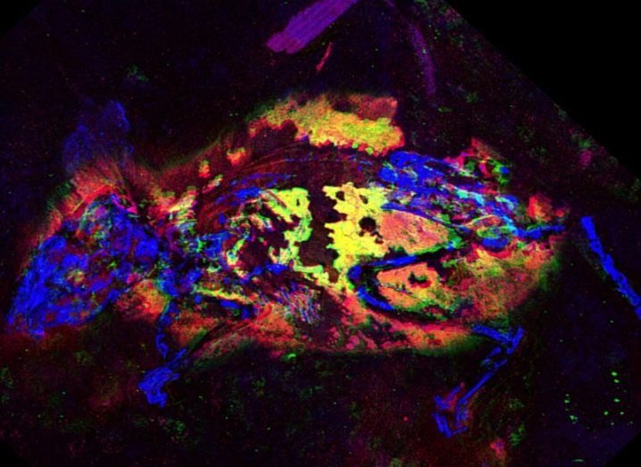 A false colour image including blue, yellow and red parts of the fossilised remains of the ancient mouse.