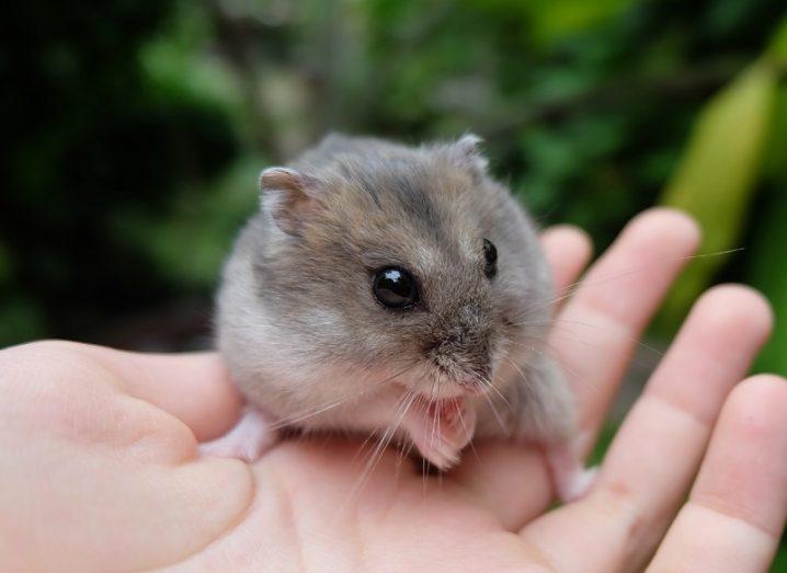 Close-up of a tiny hamster on a person's hand.