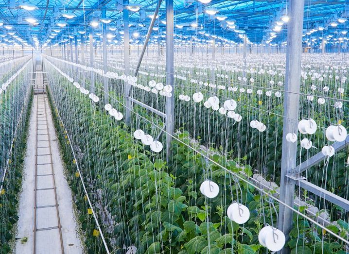 High-angle view of a large greenhouse with a blue roof and monitoring devices over many rows of plants.