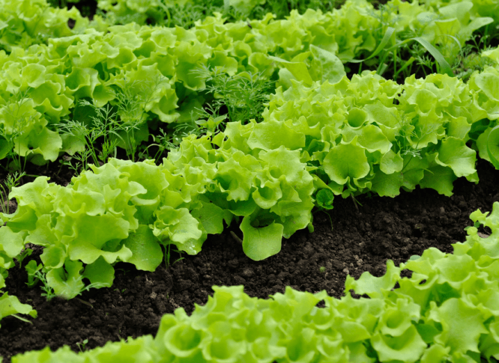 Lettuce growing in the ground.