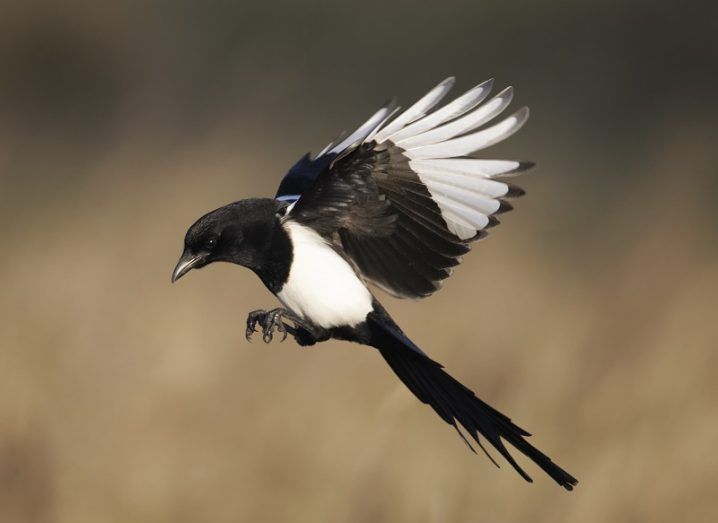 A magpie mid-flight against a blurred, brown grassy background.