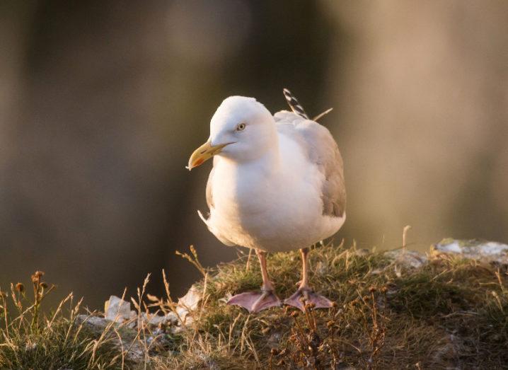 A herring gull stands placidly on a grassy tuft.