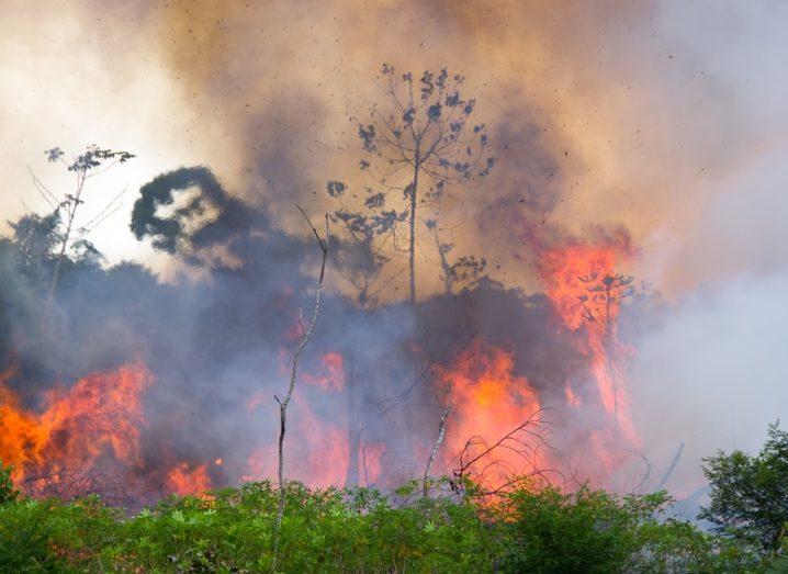 Ground shot of the Amazon rainforest burning.