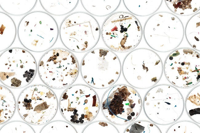 Number of petri dishes with collected microplastics collected in them.