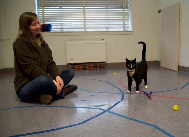 A woman sits cross-legged on a floor and a cat stands nearby looking alert with its tail pointing upward.