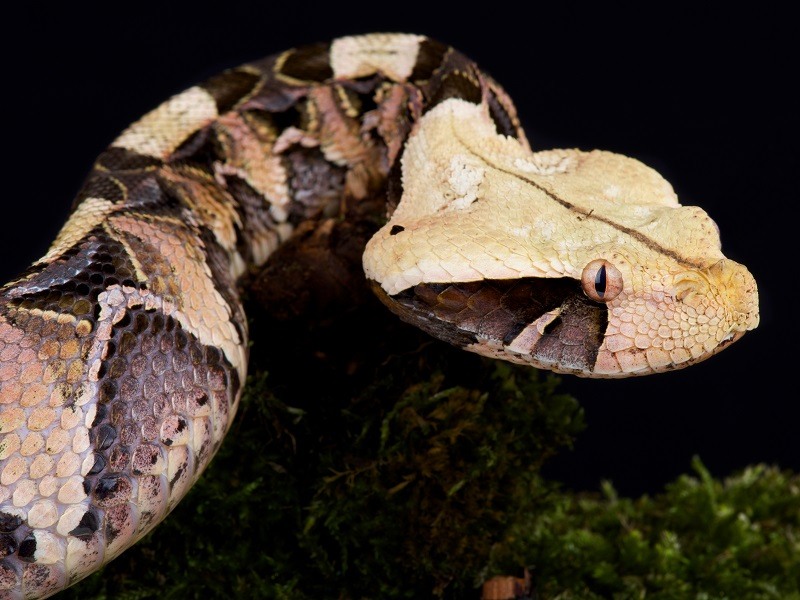 giant-toad-transforms-itself-into-deadly-viper-to-scare-off-predators