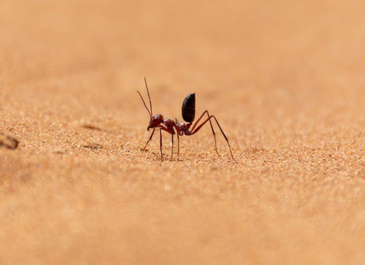 Saharan ant running across a sand dune.