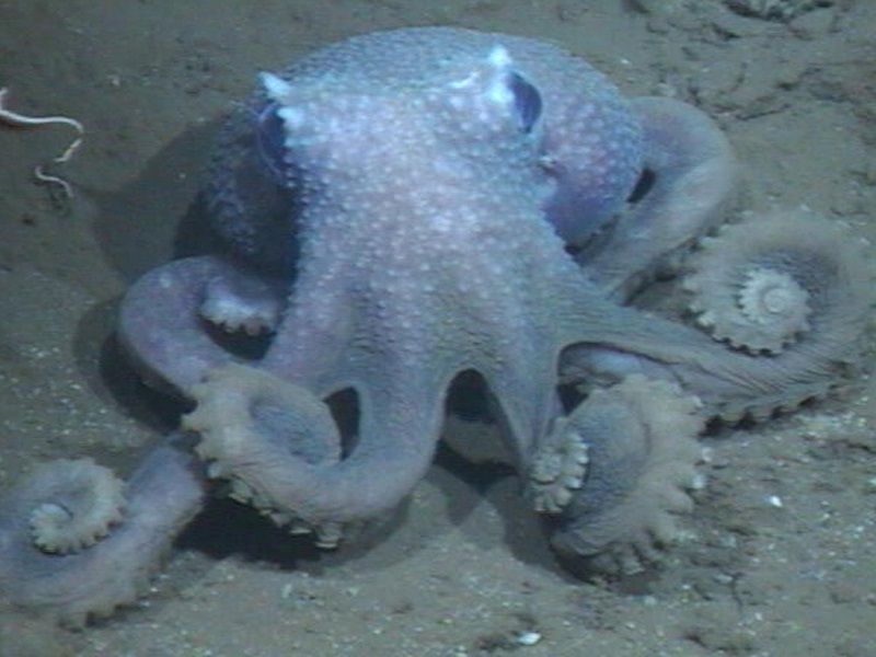 Deep discovery reveals why some octopuses are wartier than others