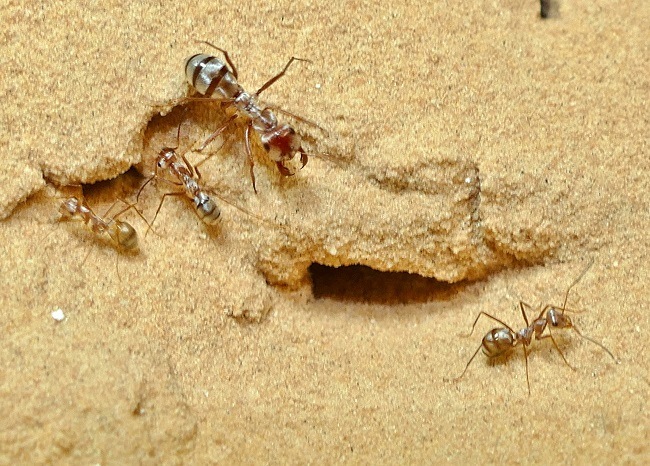 Saharan silver ant workers gathered around a nest entrance on sand.