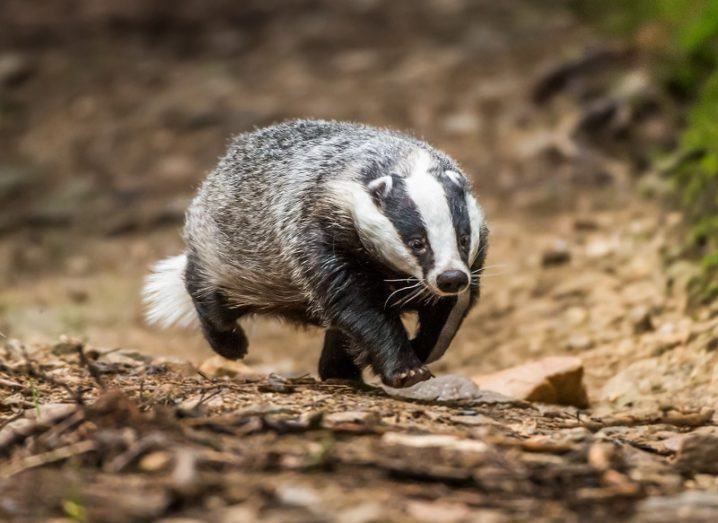 Unexpected, epic badger journeys could shed light on bovine TB spread