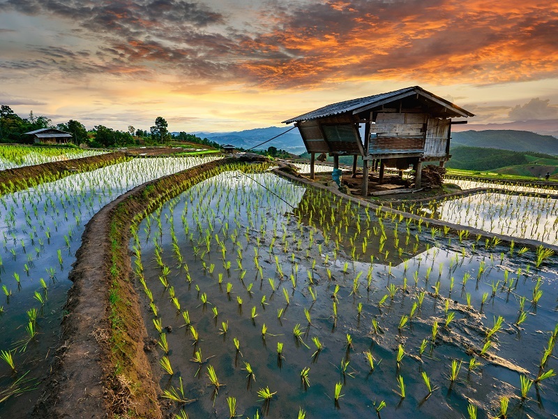 Rice yields to plummet and arsenic to spread due to climate crisis ...