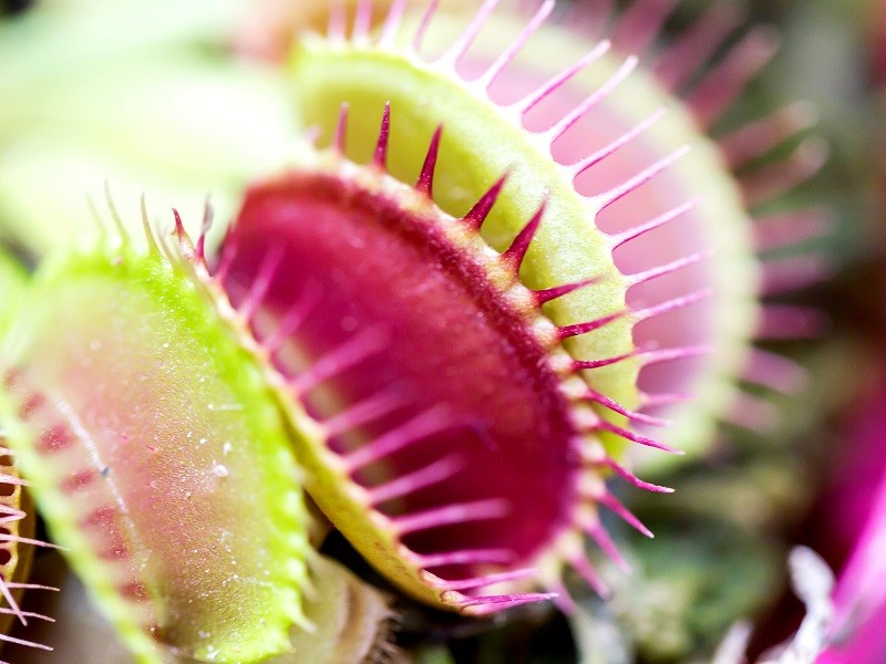 New Venus Flytrap Biosensors Snap Pollutants From The Air