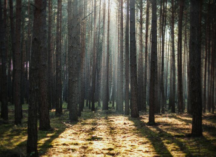 Bright light shining from the sky through a dense forest of pine trees.