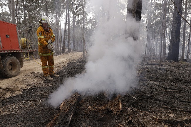 Australian firefighter spraying water on a smoking log in a devastated forest. 