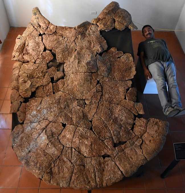 Rodolfo Sánchez lying beside and dwarfed in size by a fossilised shell of the giant turtle.