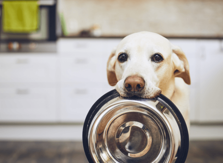 A blonde Labrador holding its empty bowl in its mouth.