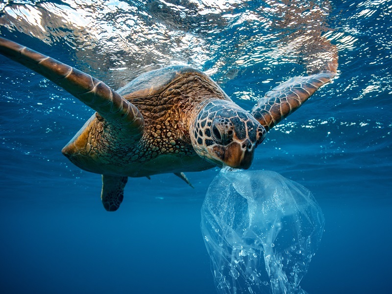 turtles-are-munching-down-ocean-plastic-because-it-smells-good