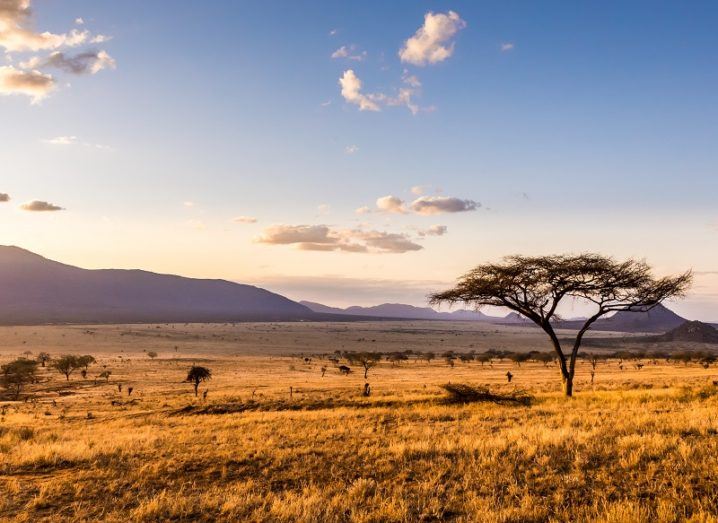 Trees spreading across the savannah could have dramatic impact on Earth