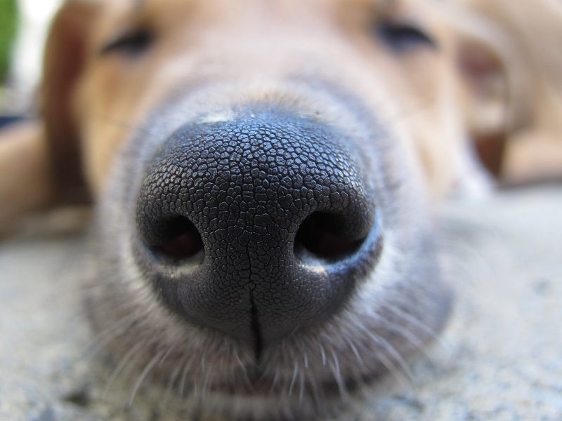 Mystery behind why a dog’s nose is cold has finally been answered