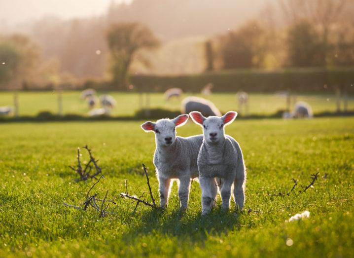 Two spring lambs in a field on a farm.
