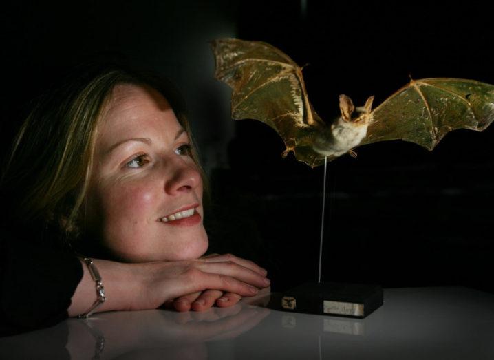 Prof Emma Teeling, head of UCD’s Batlab, staring at a model of a bat.