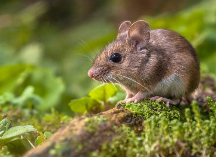 A wood mouse is pictured on a green forest floor. The mouse is standing on moss-covered wood with green leaves surrounding it.