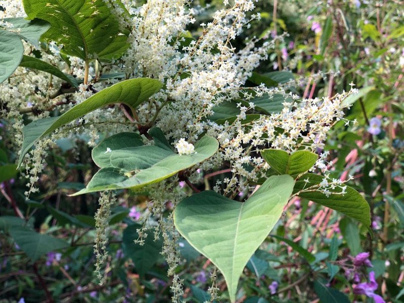 new research japanese knotweed