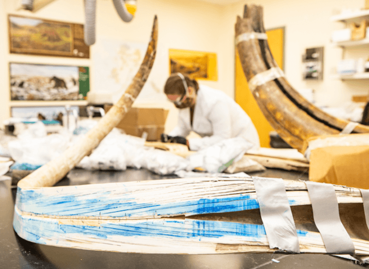 A split mammoth tusk can be seen at the Alaska Stable Isotope Facility at the University of Alaska Fairbanks. Karen Spaleta, the deputy director of the facility, is preparing a piece of mammoth tusk for analysis in the background. She is out-of-focus while the tusk is in the centre of the image.