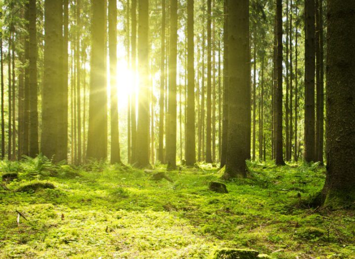 Sunlight shining through trees in a forest with green foliage everywhere.