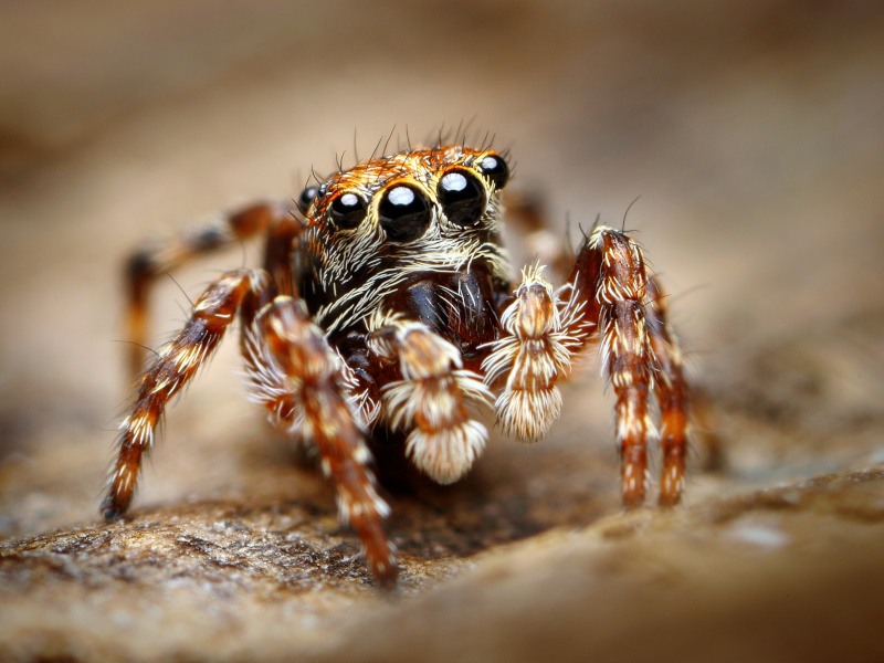 Spider that uses its web to expand its hearing capabilities (Update)