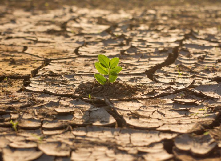 Small plant growing with some dirt around it, surrounded by dry cracked land with sunlight shining on it.