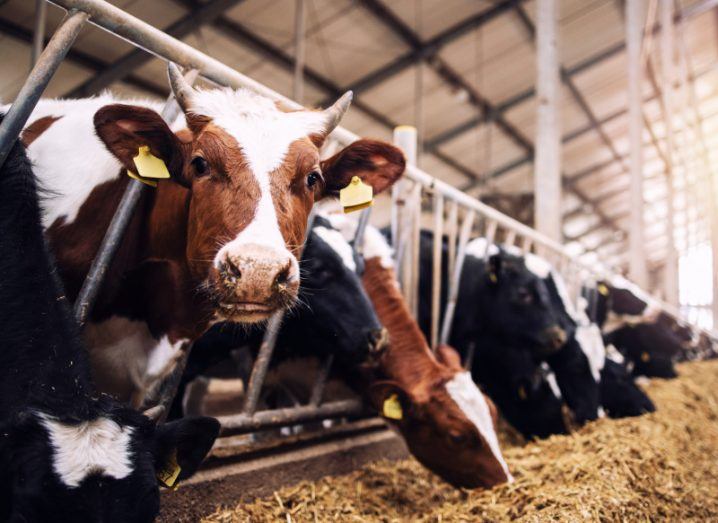 A cow looks at the camera while other cows eat grass.