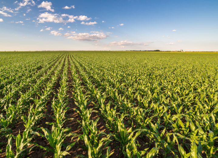 BioAtlantis joins €4.9m project to make drought-resistant crops