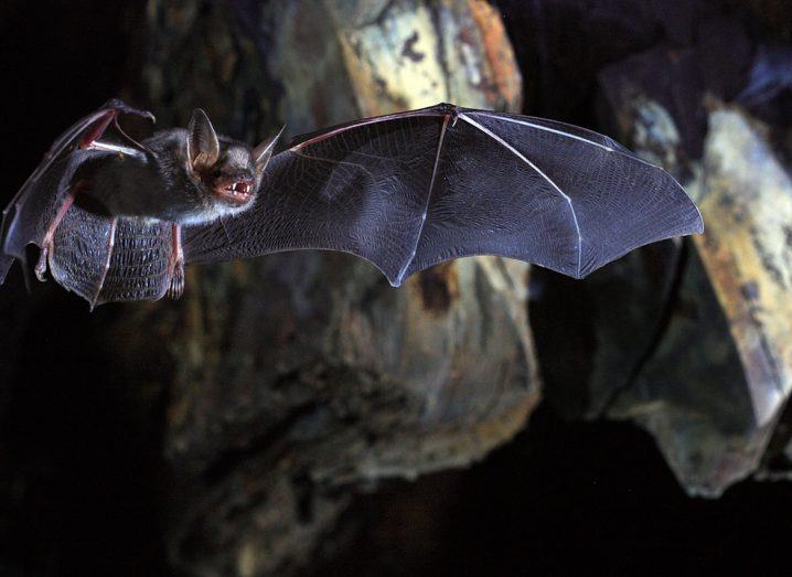 Close up image of a bat in flight.