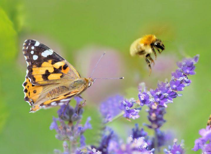 A close-up of a honeybee and a butterfly on purple lavender flowers against a blurred bright green background.