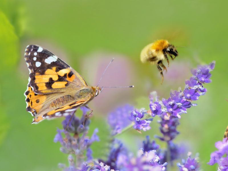 EU passes ‘weakened’ Nature Restoration Law