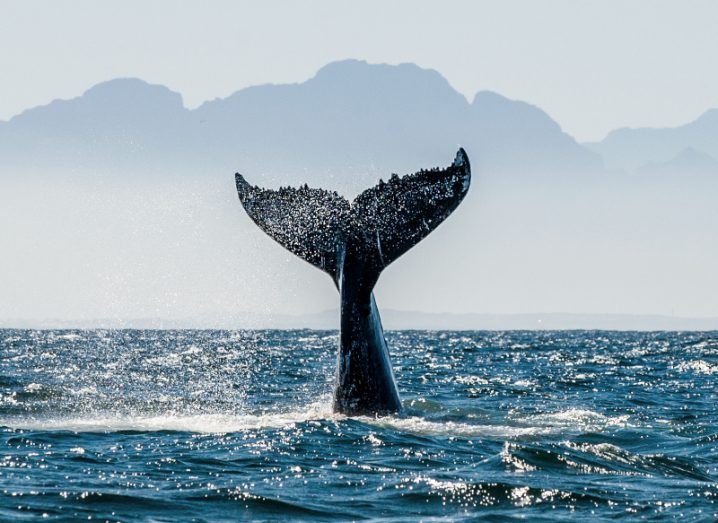 A photo of a humpback whale's tail directly out of the water with mountains shadowed in the background.