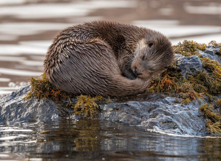 A European river otter curled up on a rock on a river.