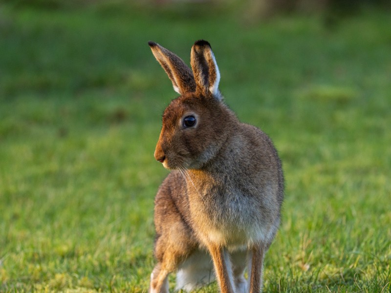 An Irish hare in a field. Used for the concept of local biodiversity.