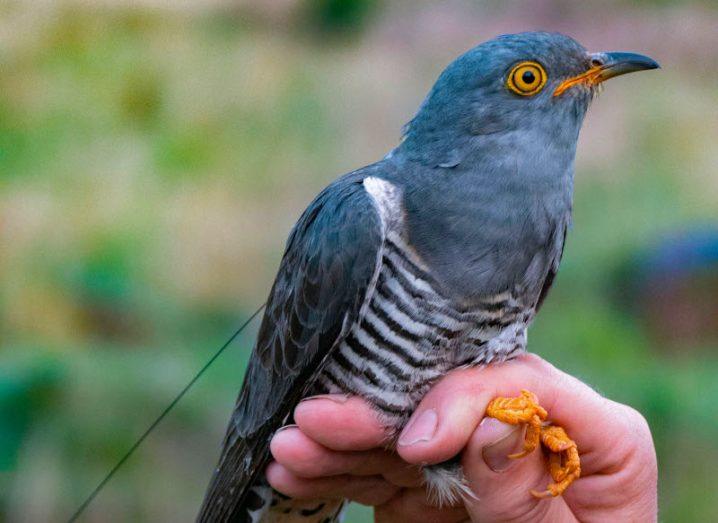An Irish cuckoo is held in someone's hand after completing a 9,000km journey from Ireland to Central Africa and back again.