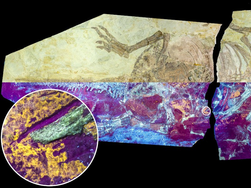 Photo of the dinosaur skin specimen under natural and UV light.